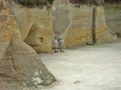 149 BIO PARC DE DOUE LA FONTAINE 1- 2016_000041